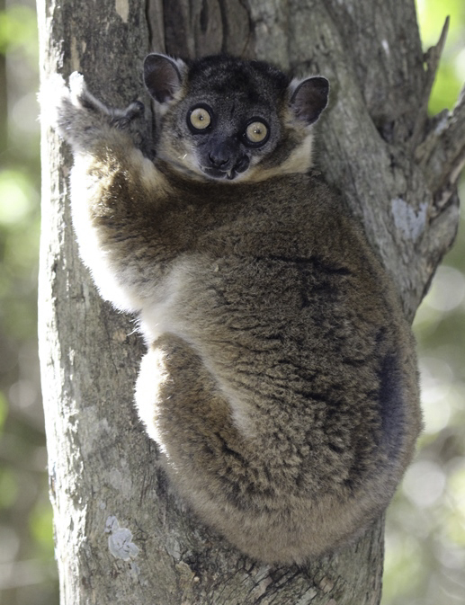 lemur